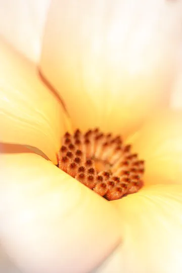 Link to the Flowers portfolio page