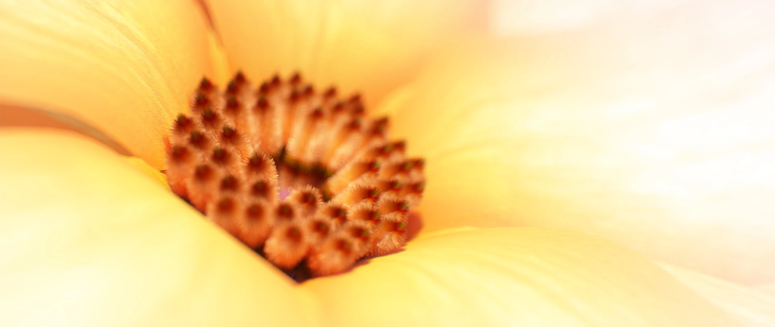 3D render of Flowers