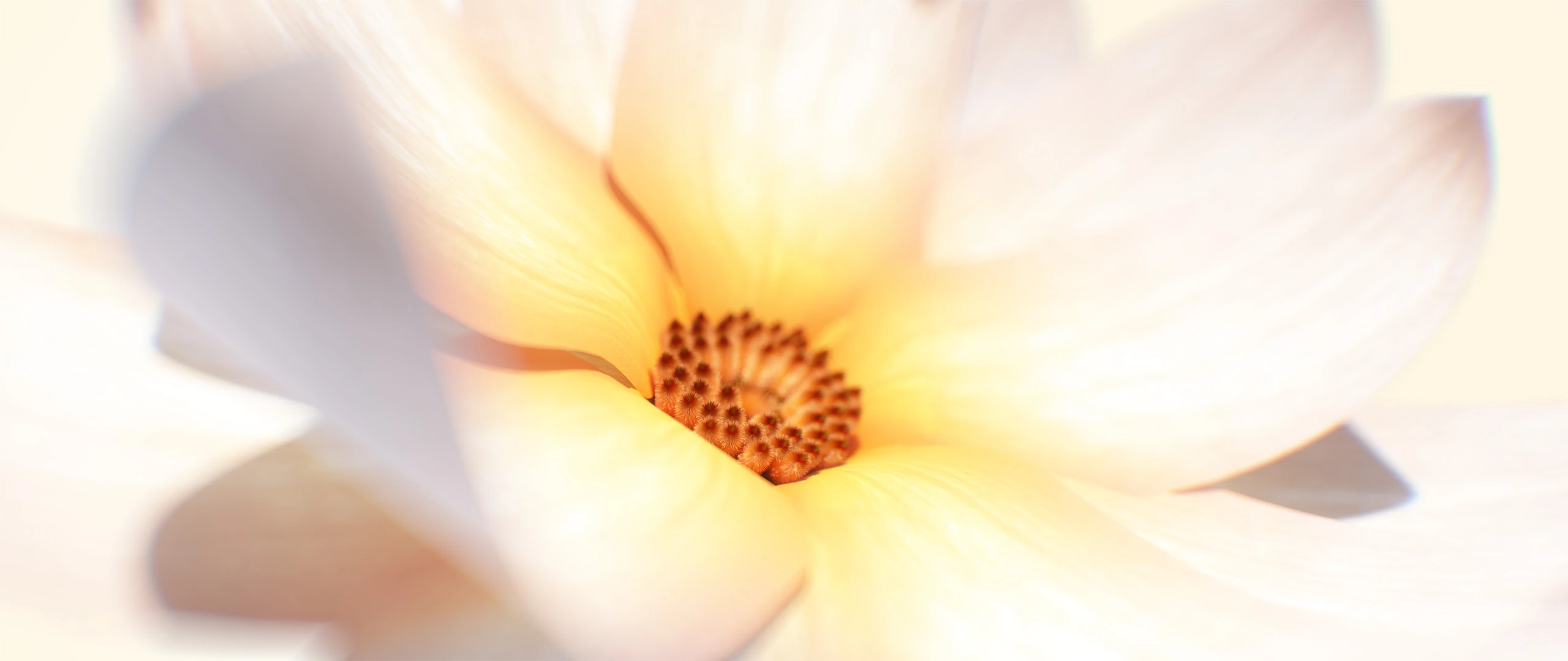 3D render of Flowers