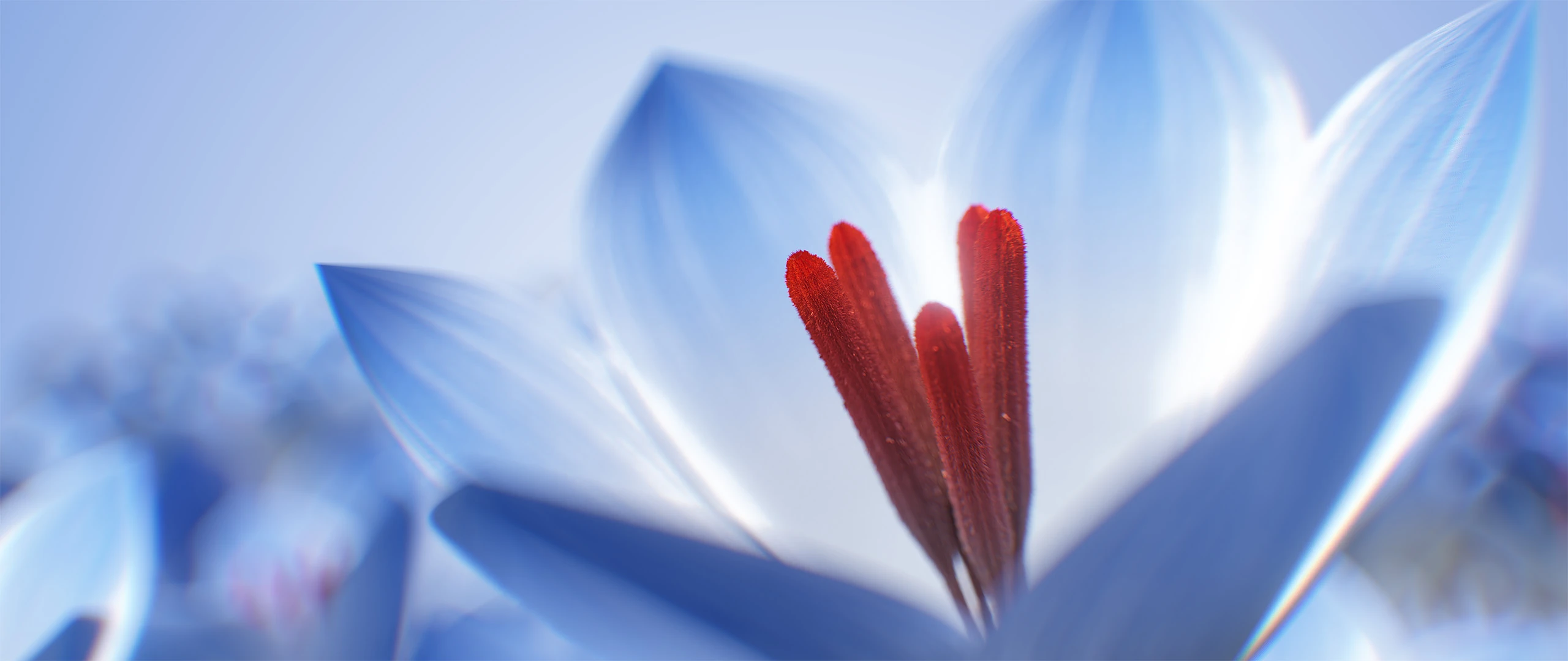 3D render of Flowers