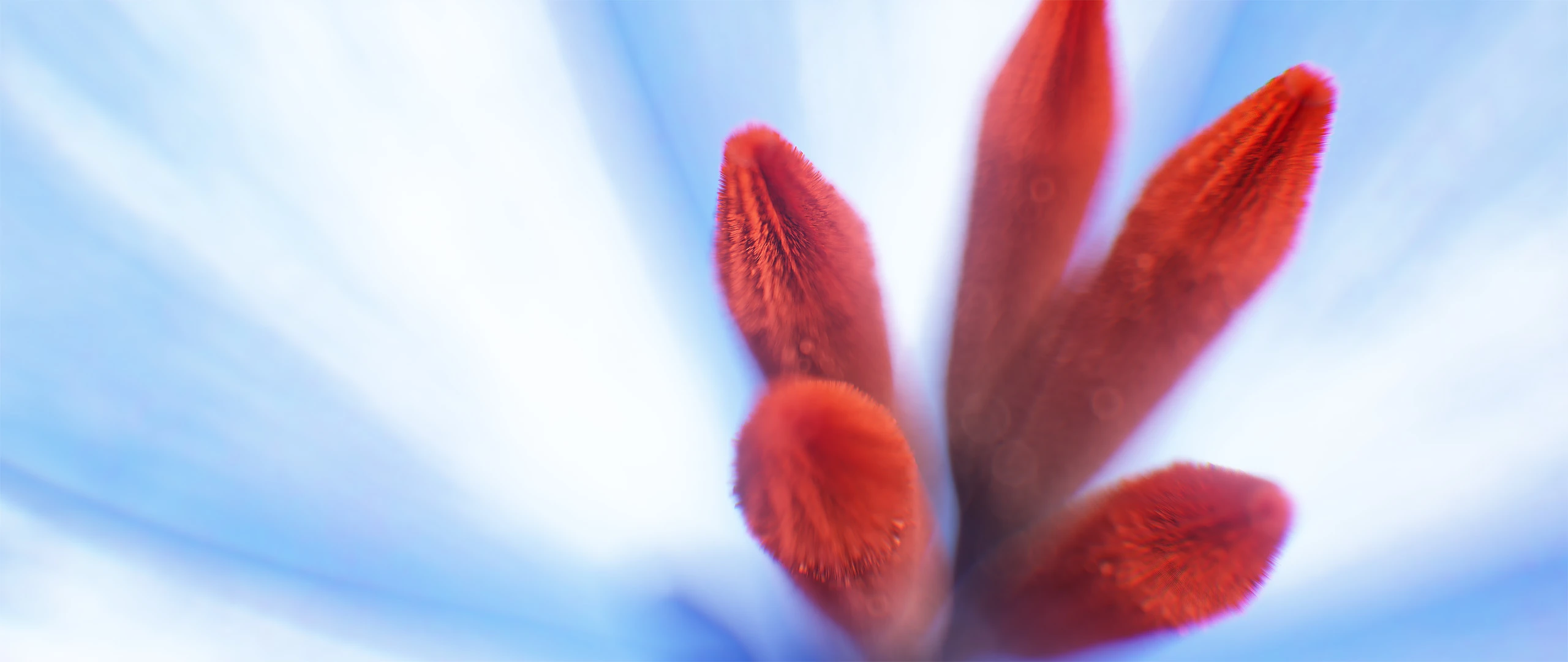 3D render of Flowers