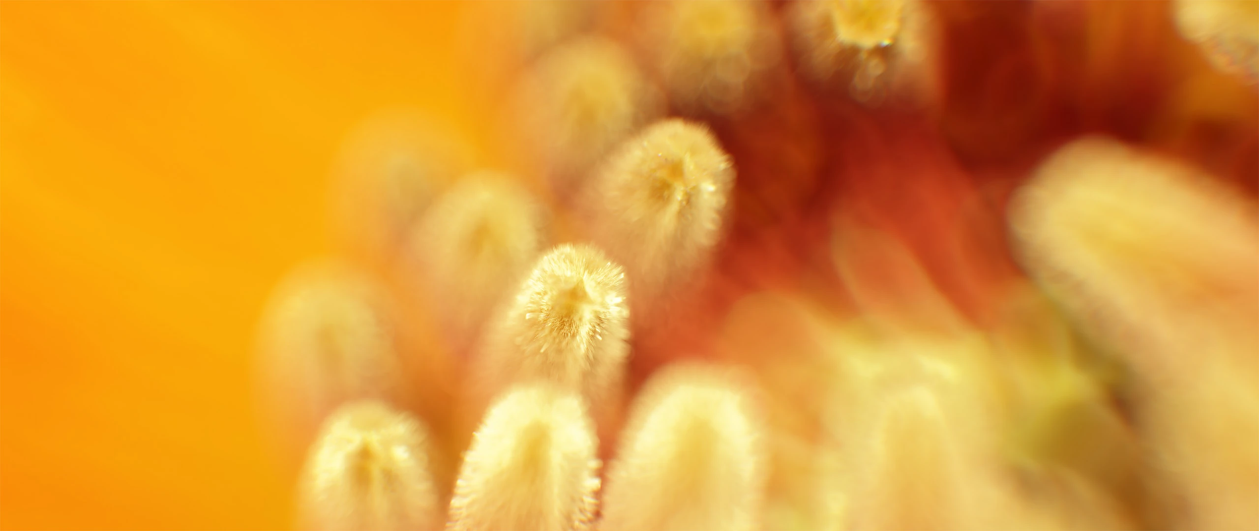 3D render of Flowers