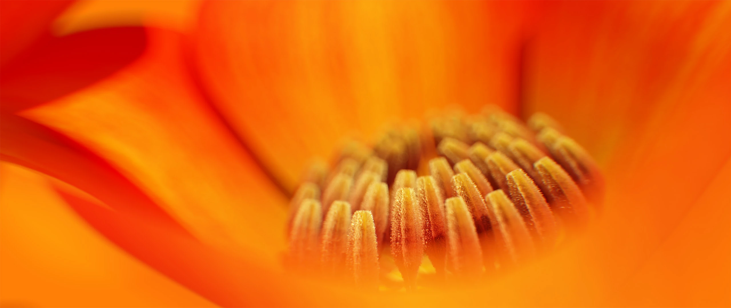 3D render of Flowers